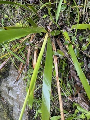 Machaerina sinclairii