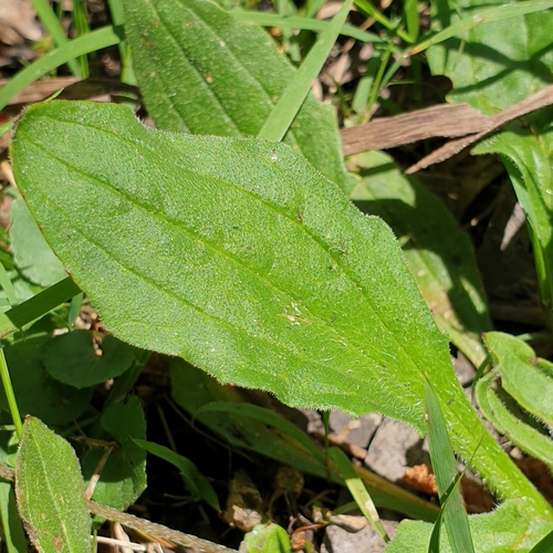 Plantago debilis
