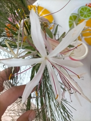 Crinum flaccidum