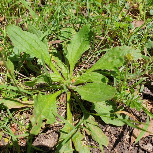 Plantago debilis