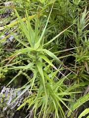 Dracophyllum