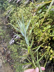 Dracophyllum