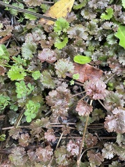 Gunnera monoica