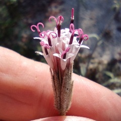 Palafoxia arida arida