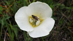 Calochortus apiculatus