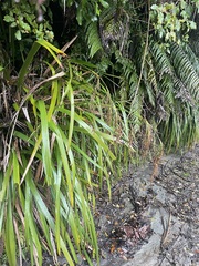 Machaerina sinclairii