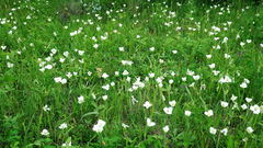 Calochortus apiculatus