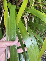 Machaerina sinclairii