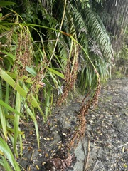 Machaerina sinclairii