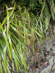 Machaerina sinclairii