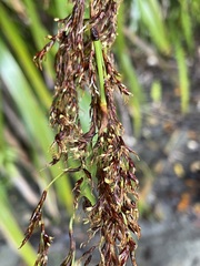 Machaerina sinclairii