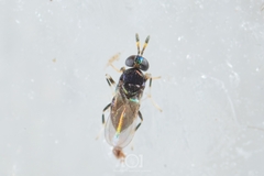 Plagiomerus