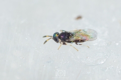 Plagiomerus