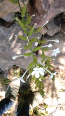 Plumbago zeylanica