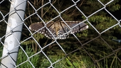 Thysania agrippina