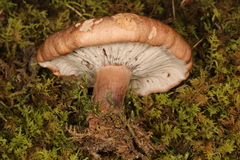 Hypomyces lateritius