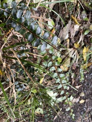 Pellaea rotundifolia