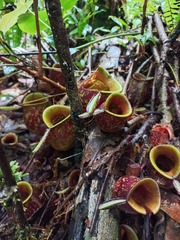 Nepenthes ampullaria