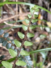 Pellaea rotundifolia