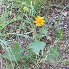 Tithonia thurberi