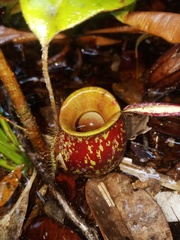 Nepenthes ampullaria
