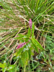 Veronica derwentiana