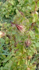Hibiscus surattensis