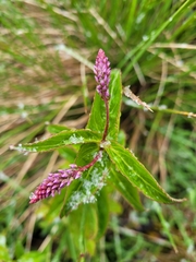 Veronica derwentiana