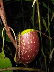 Nepenthes ampullaria