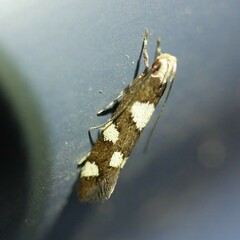 Limnaecia tetraplanetis