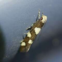 Limnaecia tetraplanetis