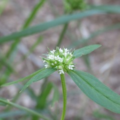 Mitracarpus breviflorus