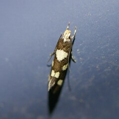 Limnaecia tetraplanetis