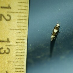 Limnaecia tetraplanetis