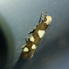 Limnaecia tetraplanetis