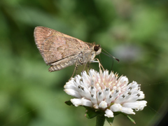 Callimormus saturnus