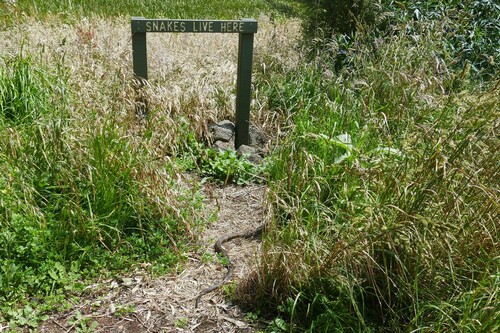 Tiger Snake, Penshurst VIC 3289, Australia, photo 7 of 10