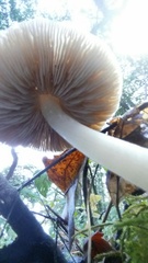 Psathyrella longistriata