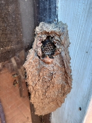 Ropalidia nigrescens