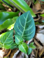 Lepidagathis inaequalis