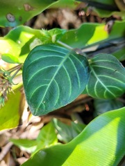 Lepidagathis inaequalis