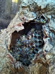 Ropalidia nigrescens