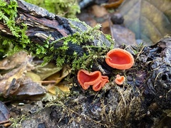 Sarcoscypha coccinea