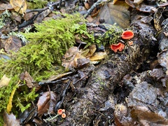 Sarcoscypha coccinea