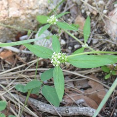 Mitracarpus breviflorus