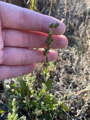 Atriplex dioica