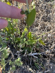 Atriplex dioica