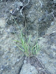 Anthosachne kingiana