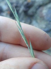 Anthosachne kingiana