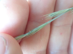 Anthosachne kingiana